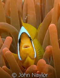 clown fish in red anemone by John Naylor 